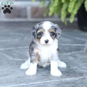 Sophie, Cavapoo Puppy